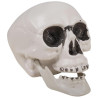 Faux crâne en plastique pour décoration d'Halloween Faux crâne en plastique pour décoration d'Halloween