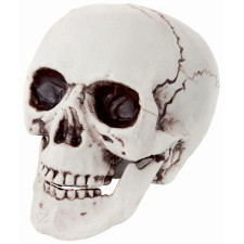 Crâne squelette réaliste pour décoration d'Halloween