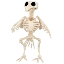 Squelette d'oiseau