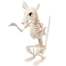 Squelette tête de rat