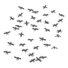 Fourmis noires pour décoration