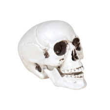 Crâne Halloween en plastique pour décoration
